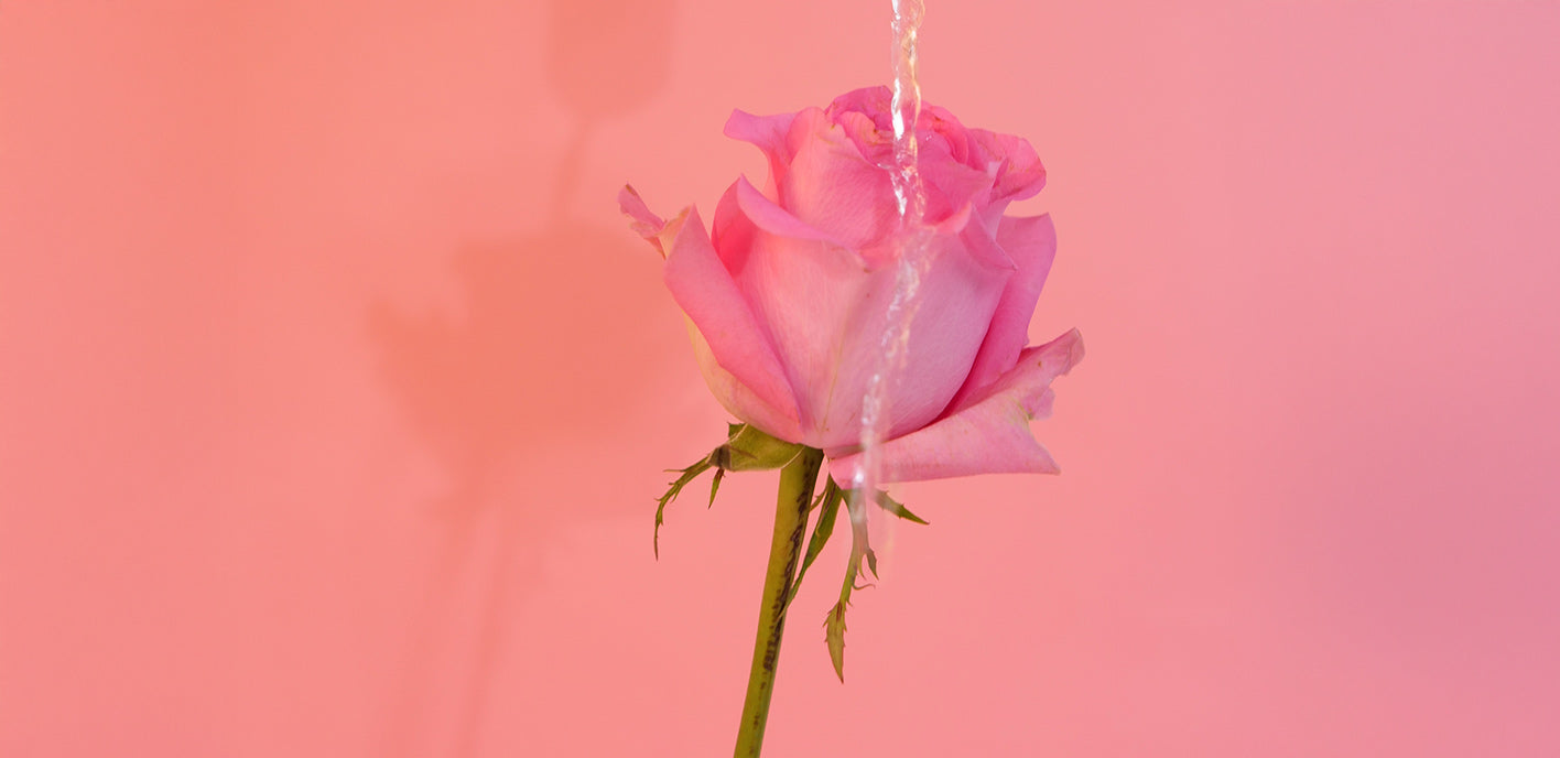 Une routine beauté à la rose de Damas